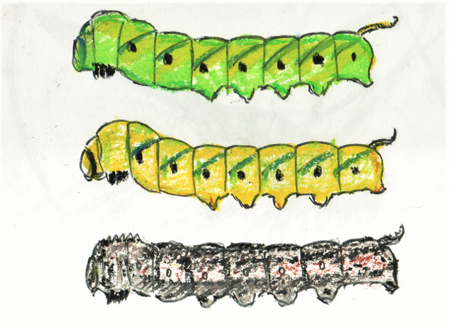 31 茄子の芋虫 昆虫を自由研究