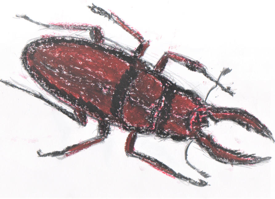 80 赤と黒のクワガタムシ 昆虫を自由研究